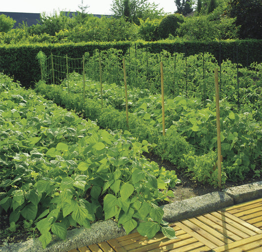 Rede tutora de crescimento de plantas Nortene